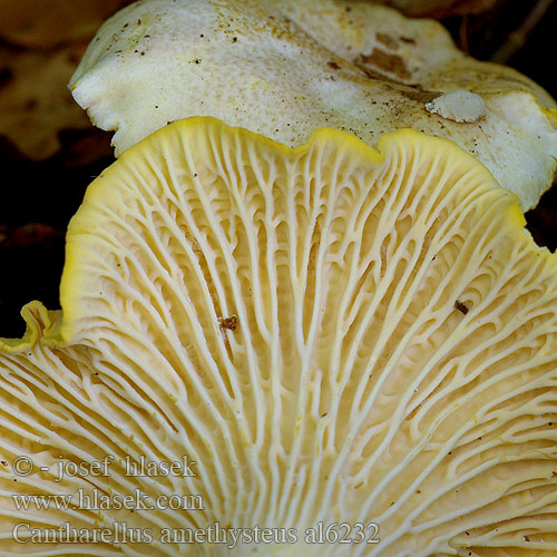 Aметистовая лисичка Cantharellus amethysteus Liška ametystová Pieprznik ametystowy Ametistkantarell Ametyst-kantarel Kuriatko jedlé ametystové Chanterelle améthyste Ametistcantharel Amethyst-Pfifferling