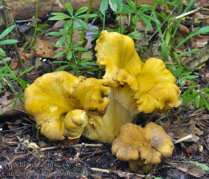 Cantharellus amethysteus Liška ametystová Pieprznik ametystowy Ametistkantarell Ametyst-kantarel Kuriatko jedlé ametystové Chanterelle améthyste Ametistcantharel Amethyst-Pfifferling