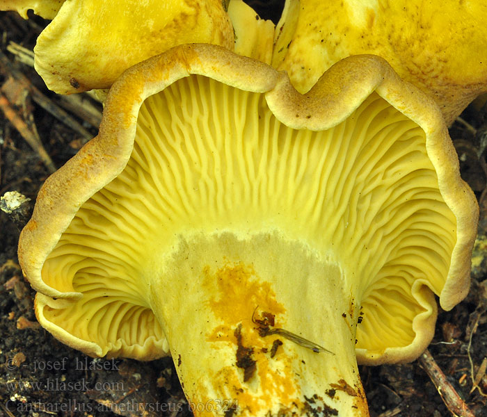 Cantharellus_amethysteus_bo6324