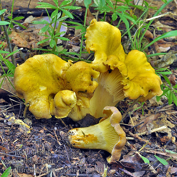 Kuriatko jedlé ametystové Chanterelle améthyste Ametistcantharel Amethyst-Pfifferling