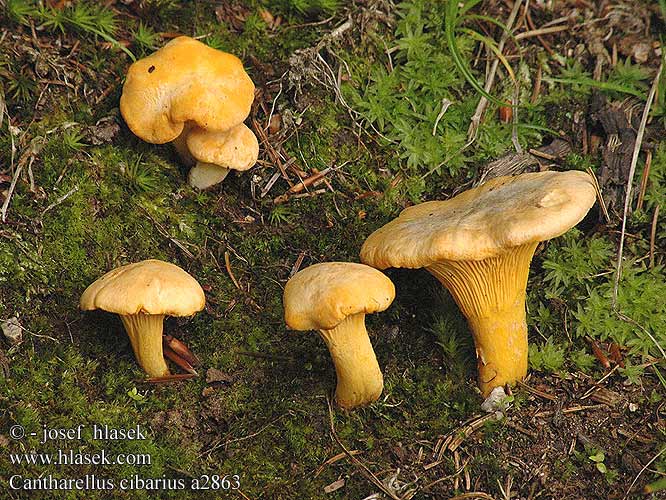 Cantharellus cibarius a2863