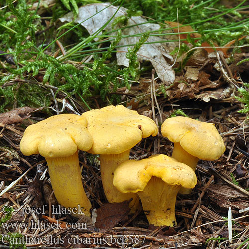 Cantharellus cibarius be2587