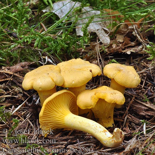 Cantharellus cibarius be2590