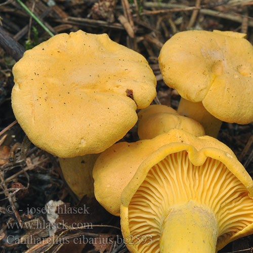 Cantharellus cibarius be2593