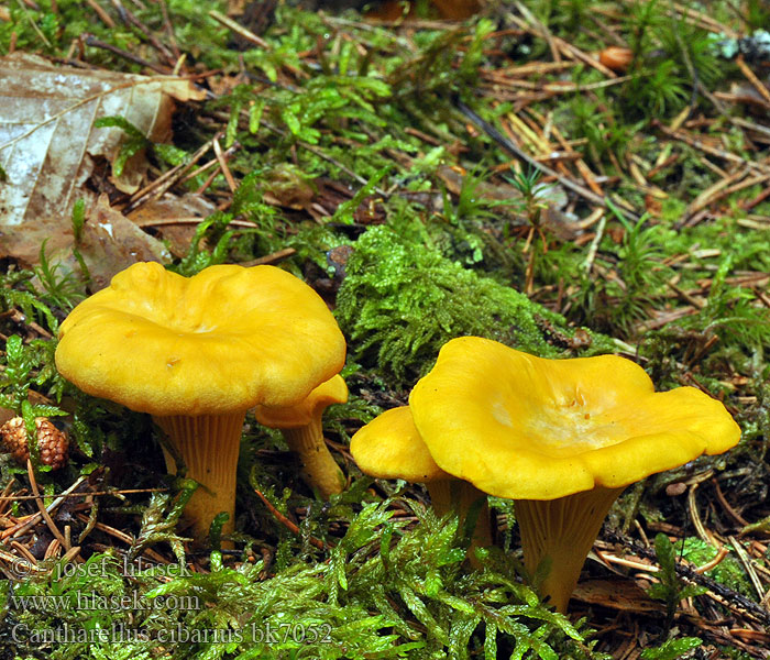 Cantharellus_cibarius_bk7052