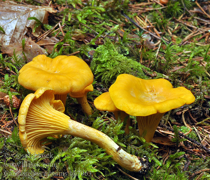 Cantharellus_cibarius_bk7063