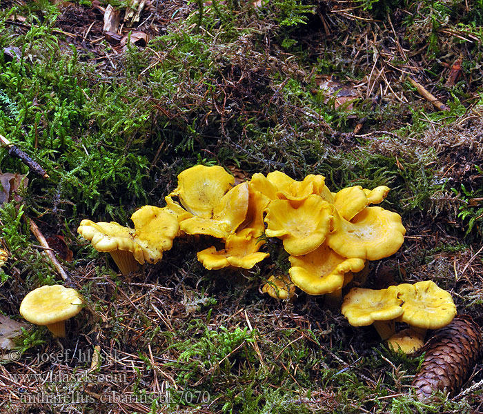 꾀꼬리버섯 鸡油菌（黄丝菌、杏菌） アンズタケ Cantharellus cibarius Yellow Chanterelle Almindelig kantarel Keltavahvero Chanterelle girolle jaunotte Hanekam Finferlo galletto gallinaccio Sárga rókagomba