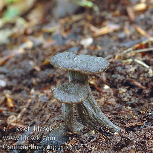 Cantharellus cinereus Liška šedá Ashen Chanterelle Pieprznik szary