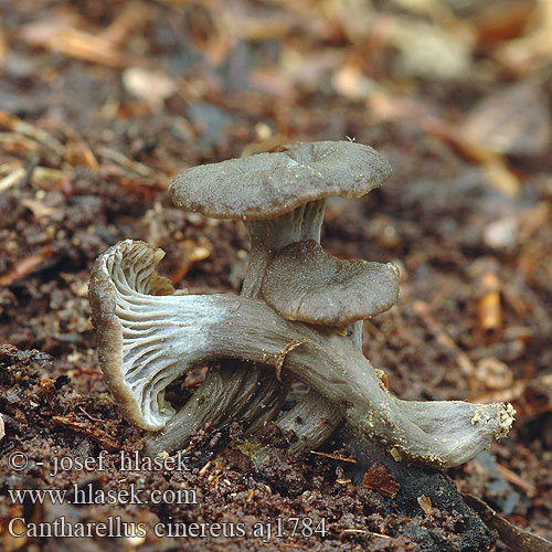 Cantharellus cinereus Grauer Leistling Pfifferling Kuriatko sivé