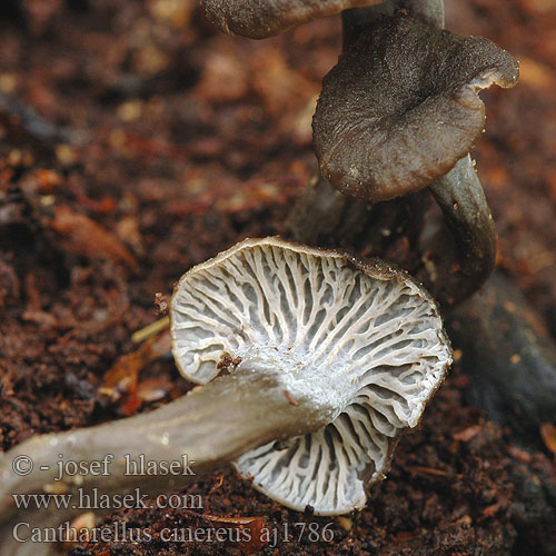 Cantharellus cinereus Grauwe cantharel アクイロウスタケ Szürke rókagomba