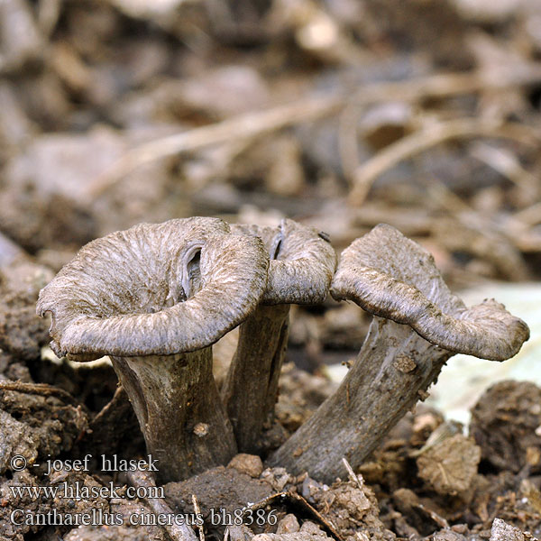 Cantharellus cinereus bh8386