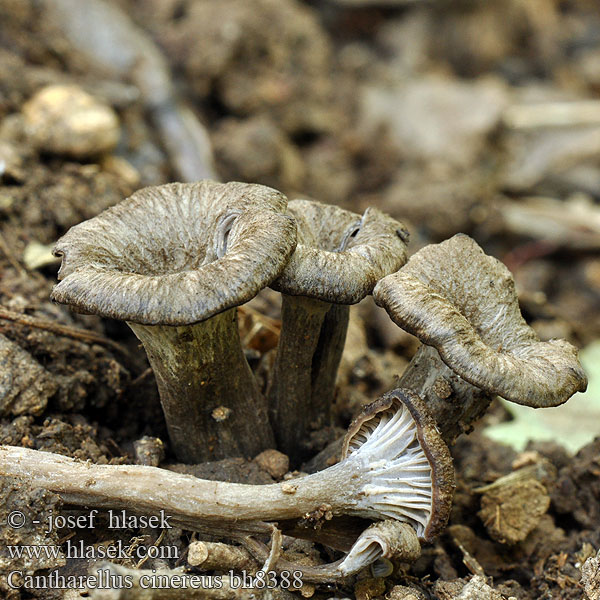 Cantharellus cinereus bh8388