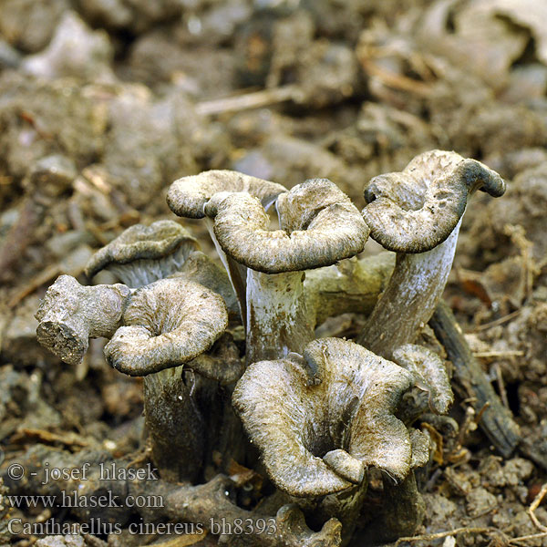 Cantharellus cinereus bh8393