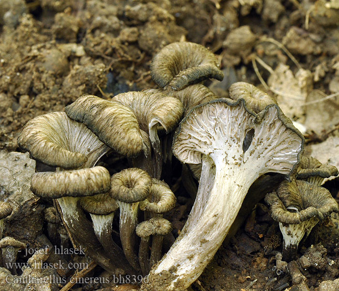 Trompeta gris ceniza Cantharellus cinereus Grauwe cantharel