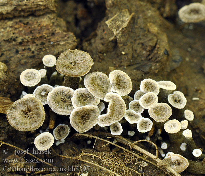 Cantharellus cinereus bh8397