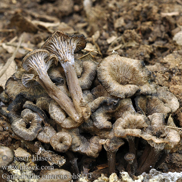 Cantharellus cinereus bh8413