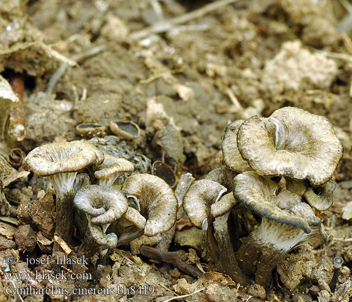 Cantharellus cinereus bh8419