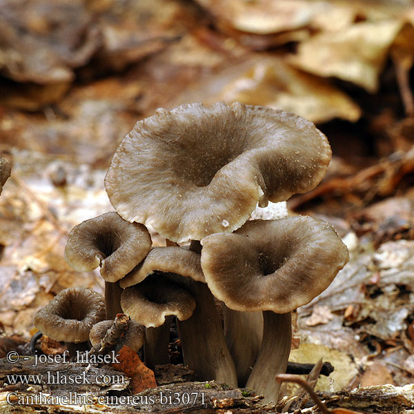 Cantharellus cinereus bi3071