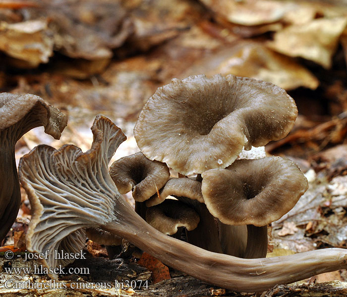 Cantharellus cinereus bi3074