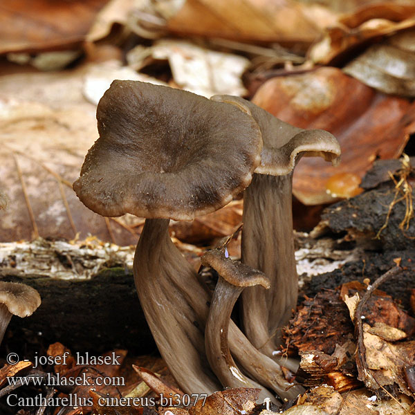 Cantharellus cinereus bi3077