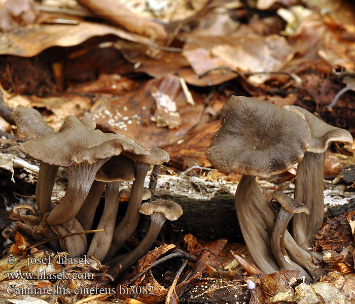 Cantharellus cinereus bi3082