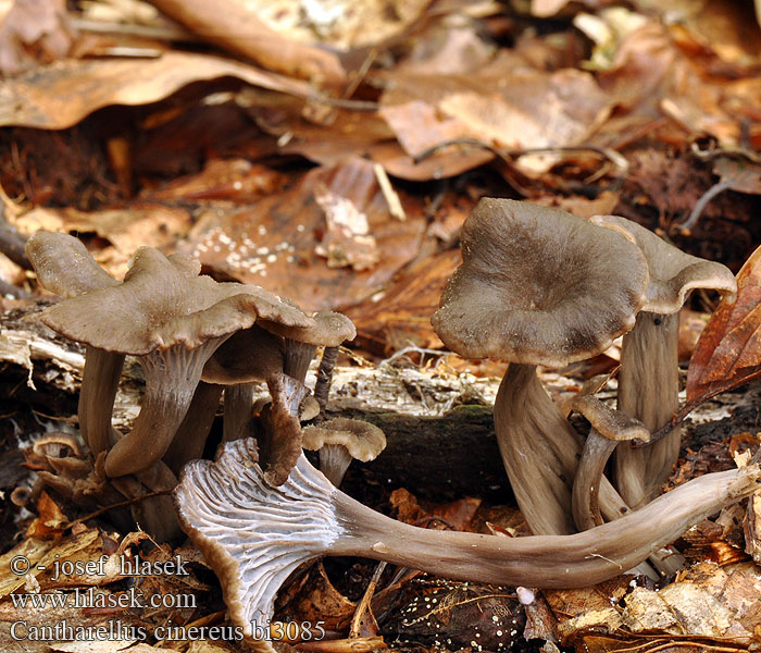 Cantharellus cinereus bi3085