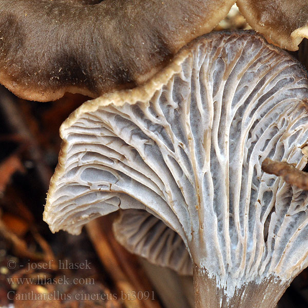 Cantharellus cinereus bi3091