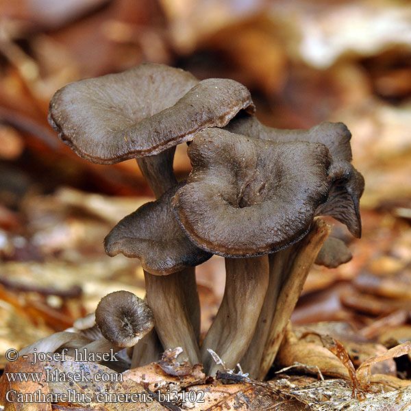 Cantharellus cinereus bi3102