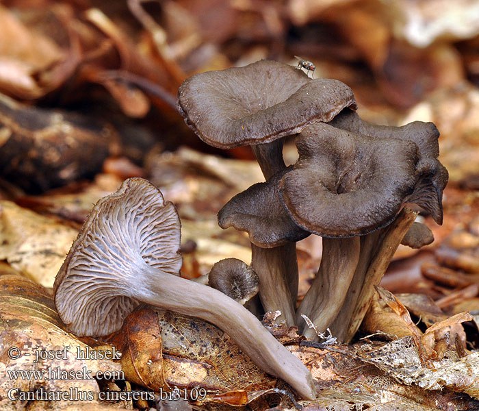 Cantharellus cinereus bi3109