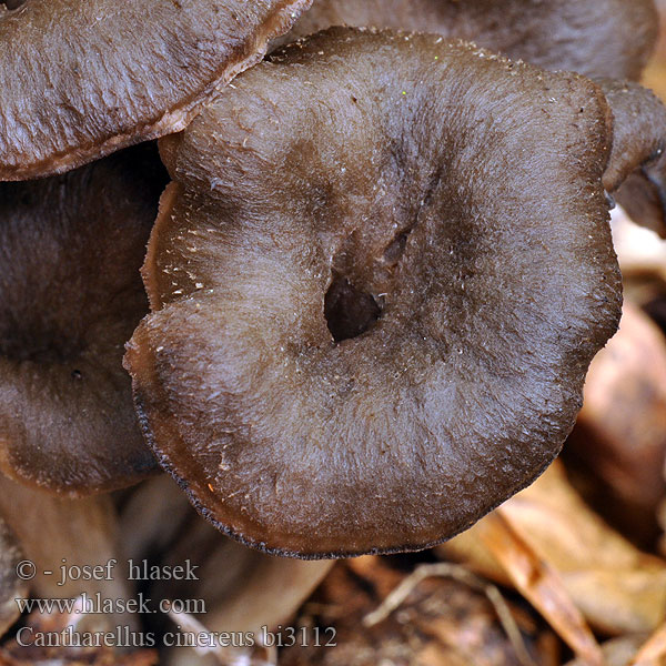 Cantharellus cinereus bi3112