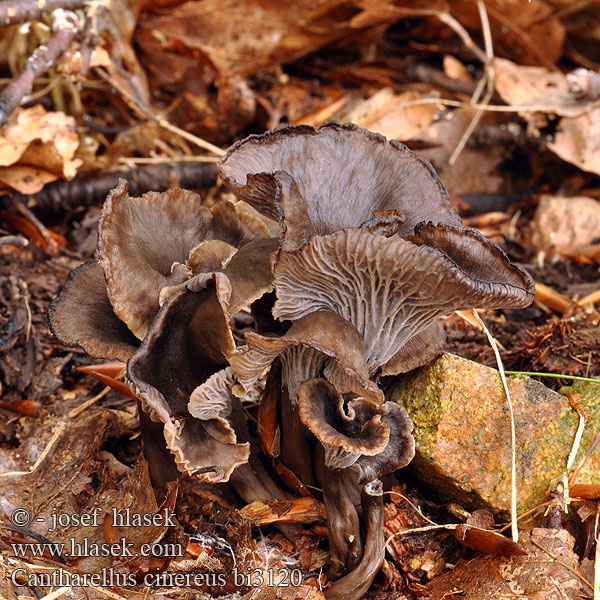 Kuriatko sivé Chanterelle cendrée Trompeta gris ceniza