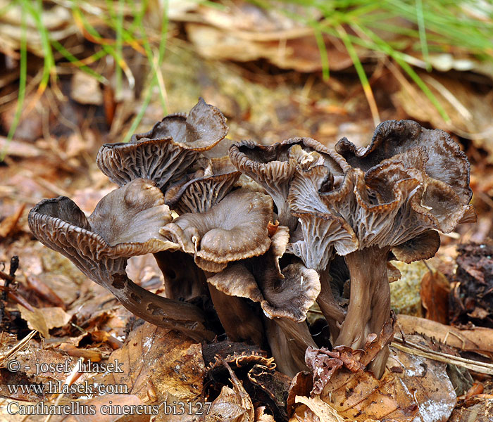 Cantharellus cinereus bi3127