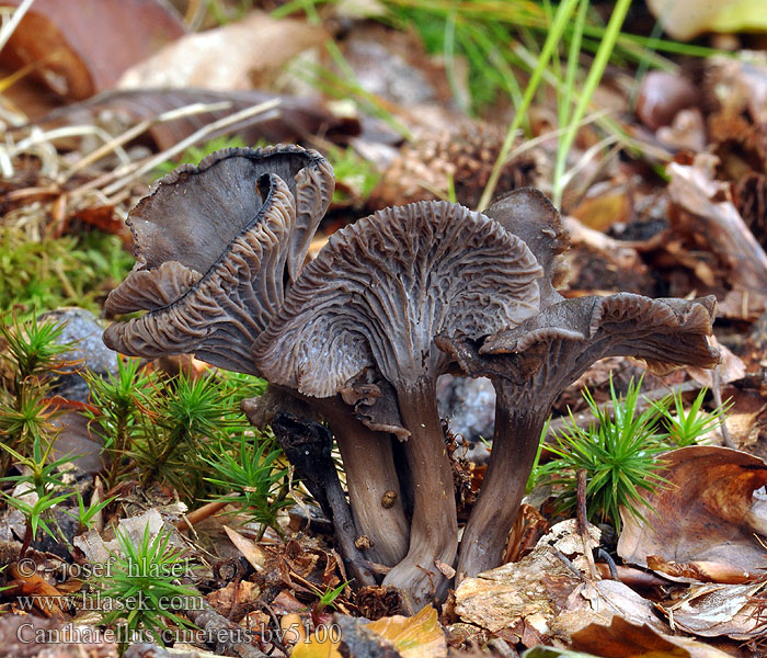 Cantharellus cinereus Liška šedá