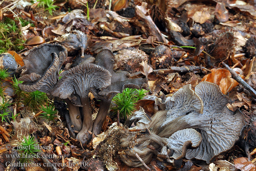 Cantharellus cinereus Ashen Chanterelle