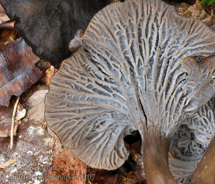 Cantharellus cinereus Pieprznik szary