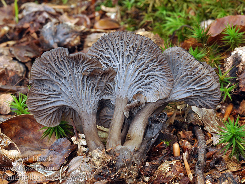 Cantharellus cinereus Grå kantarel kantarell