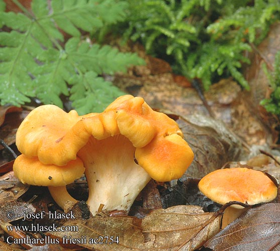 Cantharellus friesii Samtiger Pfifferling Leistling Kuriatko oranžové Girolle Chanterelle Fries Frie Pieprznik pomarańczowy Liška Friesova Orange kantarell Svartnande Žametna lisička Oranje Cantharel Oransjekantarell