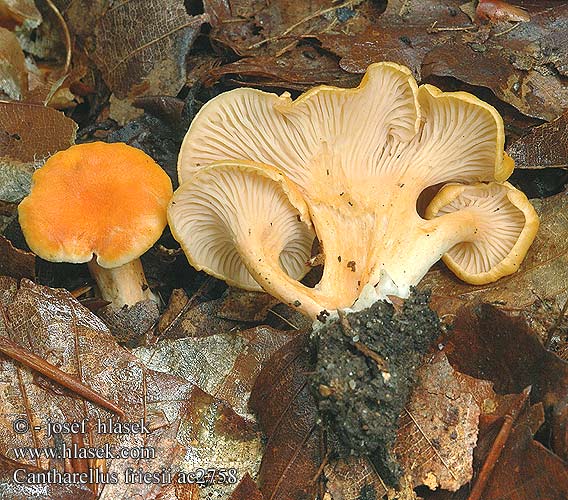 Cantharellus friesii Kuriatko oranžové Girolle Chanterelle Fries Frie Pieprznik pomarańczowy Liška Friesova Orange kantarell Svartnande Žametna lisička Oranje Cantharel Oransjekantarell Samtiger Pfifferling Leistling