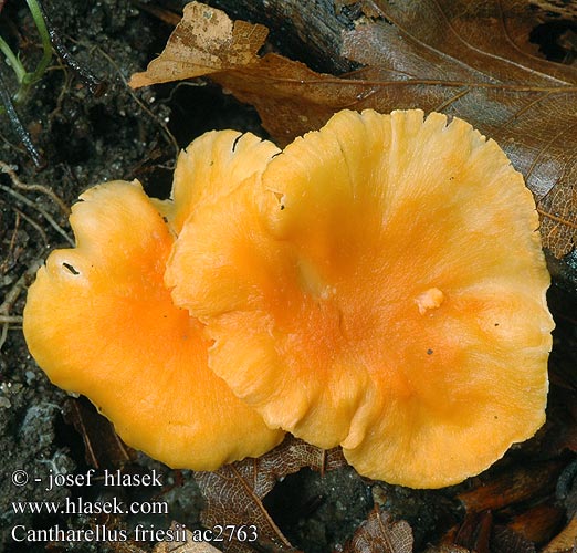 Cantharellus friesii Pieprznik pomarańczowy Liška Friesova Orange kantarell Svartnande Žametna lisička Oranje Cantharel Oransjekantarell Samtiger Pfifferling Leistling Kuriatko oranžové Girolle Chanterelle Fries Frie