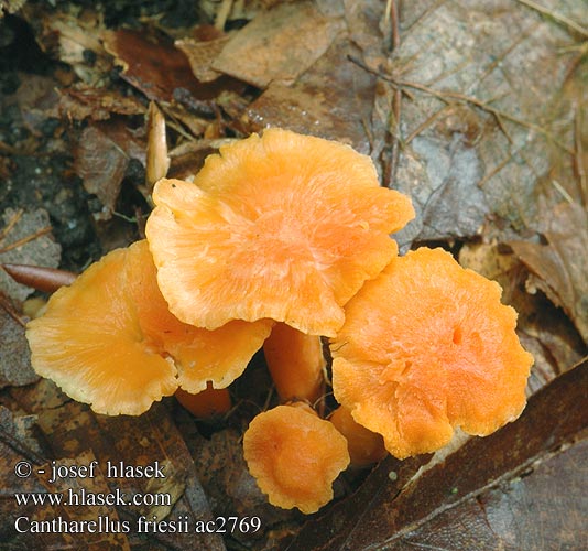 Cantharellus friesii Liška Friesova Orange kantarell Svartnande Žametna lisička Oranje Cantharel Oransjekantarell Samtiger Pfifferling Leistling Kuriatko oranžové Girolle Chanterelle Fries Frie Pieprznik pomarańczowy