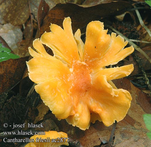 Cantharellus friesii Oranje Cantharel Oransjekantarell Samtiger Pfifferling Leistling Kuriatko oranžové Girolle Chanterelle Fries Frie Pieprznik pomarańczowy Liška Friesova Orange kantarell Svartnande Žametna lisička