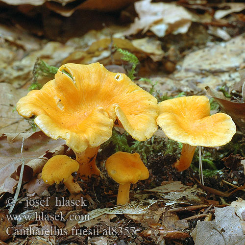 Лисичка бархатистая Cantharellus friesii Samtiger Pfifferling Leistling Kuriatko oranžové Girolle Chanterelle Fries Frie Pieprznik pomarańczowy Liška Friesova Orange kantarell Svartnande Žametna lisička Oranje Cantharel Oransjekantarell