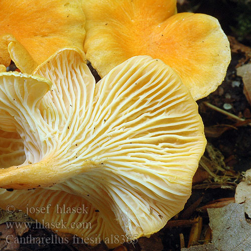 Cantharellus friesii al8365