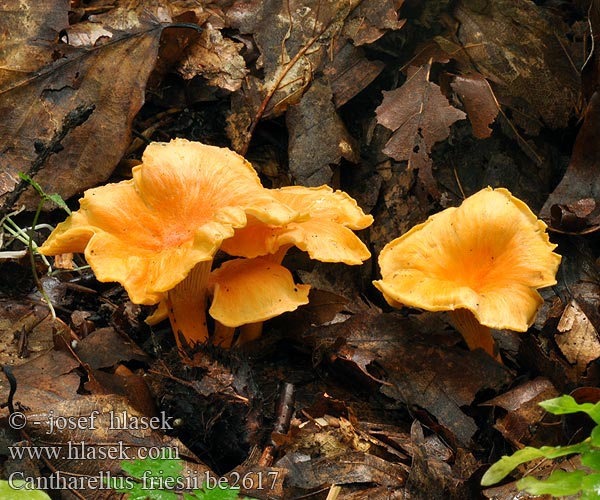 Girolle Chanterelle Fries Frie Pieprznik pomarańczowy Liška Friesova Orange kantarell Svartnande Žametna lisička Oranje Cantharel Oransjekantarell Лисичка бархатистая Cantharellus friesii Samtiger Pfifferling Leistling Kuriatko oranžové