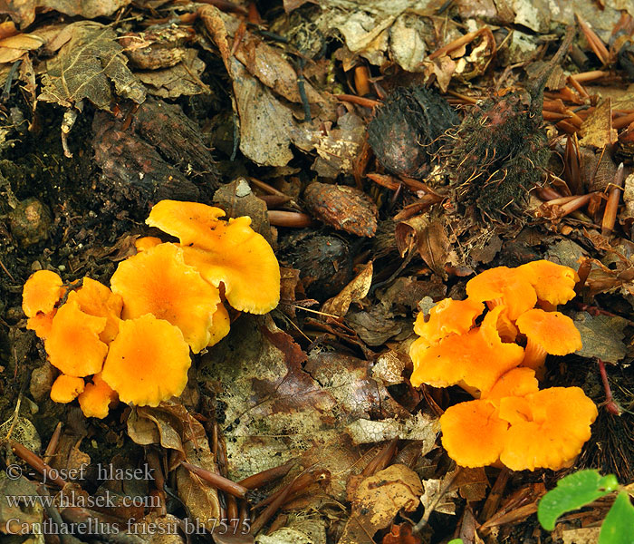 Cantharellus friesii Pieprznik pomarańczowy Liška Friesova Orange kantarell Svartnande Žametna lisička Oranje Cantharel Oransjekantarell Лисичка бархатистая Samtiger Pfifferling Leistling Kuriatko oranžové Girolle Chanterelle Fries Frie