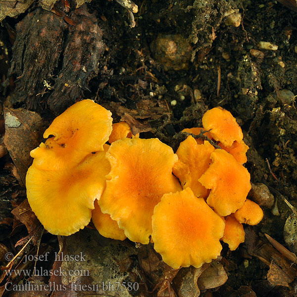 Cantharellus friesii bh7580