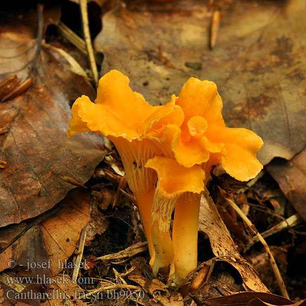 Cantharellus friesii bh9050