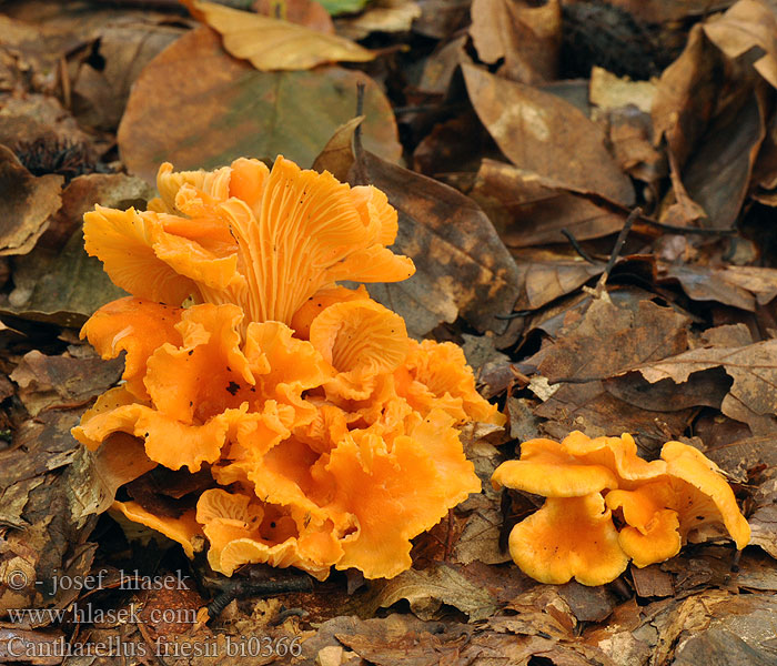 Cantharellus friesii bi0366