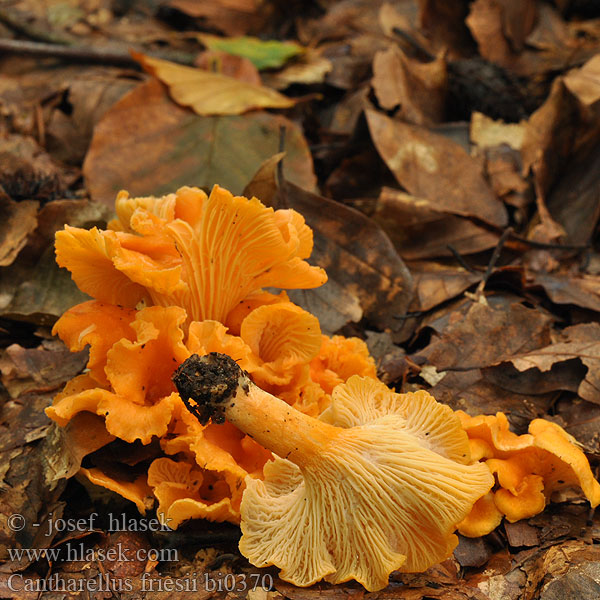 Cantharellus friesii bi0370