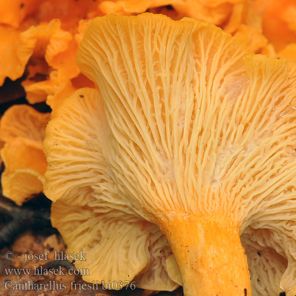 Cantharellus friesii bi0376